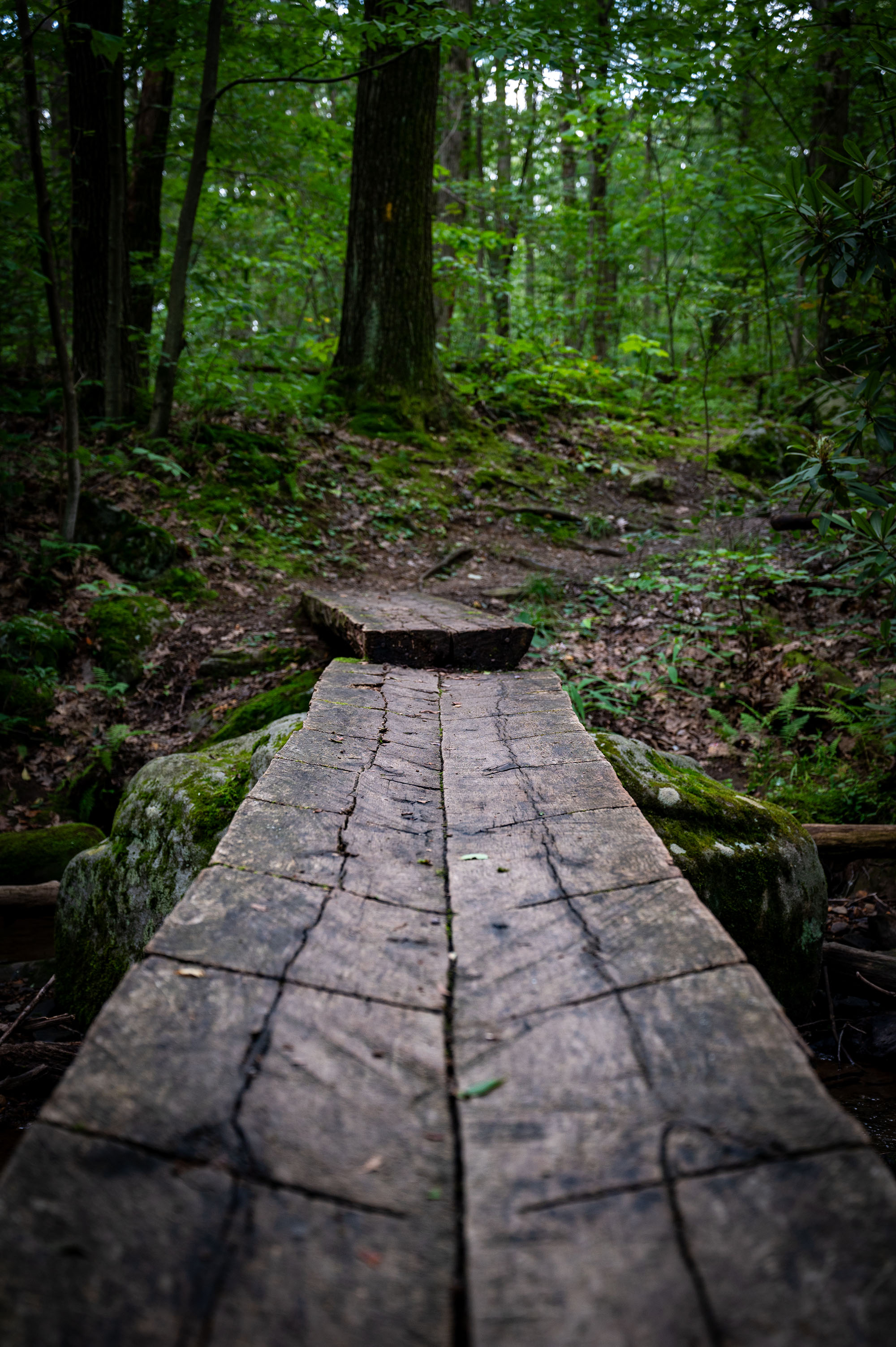 Wood Walkway Bridge, in the middle of the luscious Forbes forest.